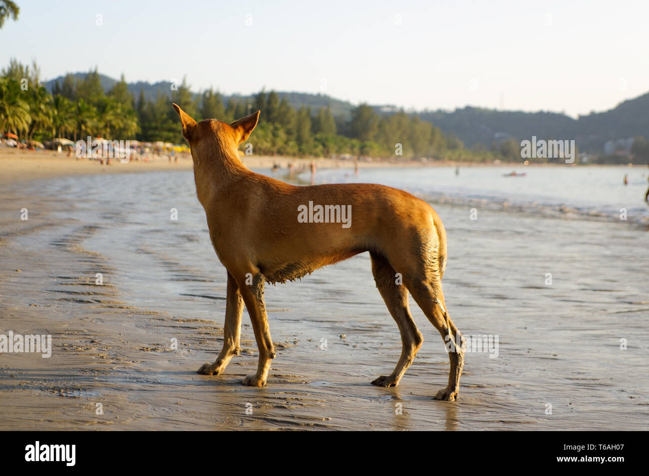 Cane di camminare sulla spiaggia a guardare le vacanze estive Foto Stock