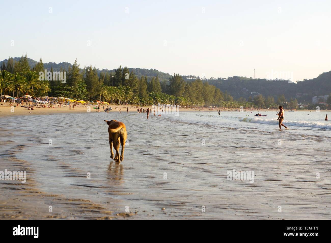 Cane di camminare sulla spiaggia, il raffreddamento in estate Foto Stock