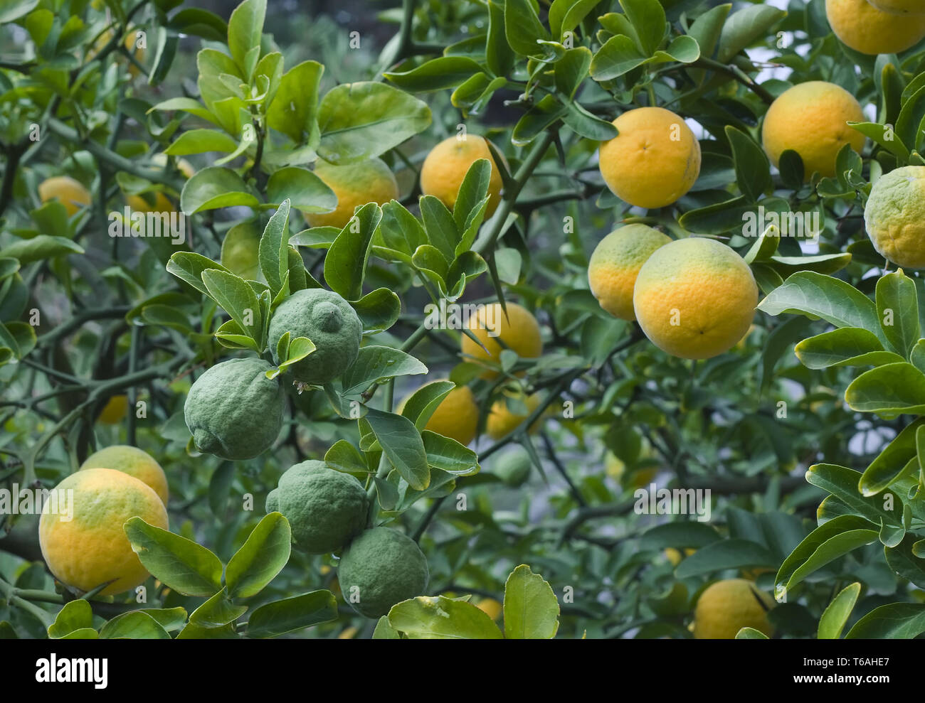 Poncirus trifoliata alberi da frutto Foto Stock