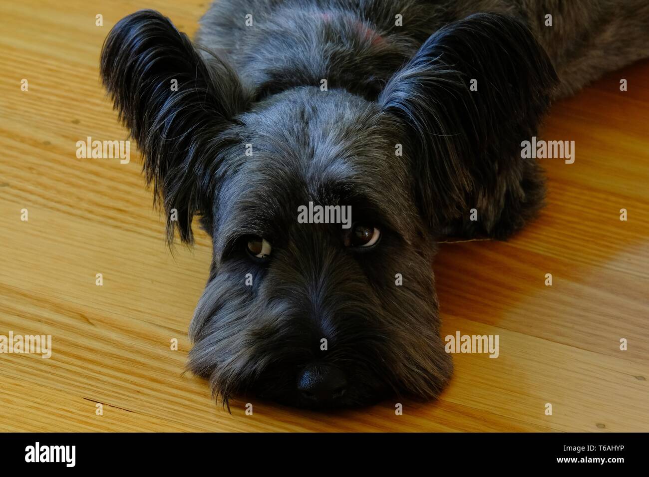 Close-up di estremamente carino Skye Terrier guardando verso l'alto dal pavimento Foto Stock