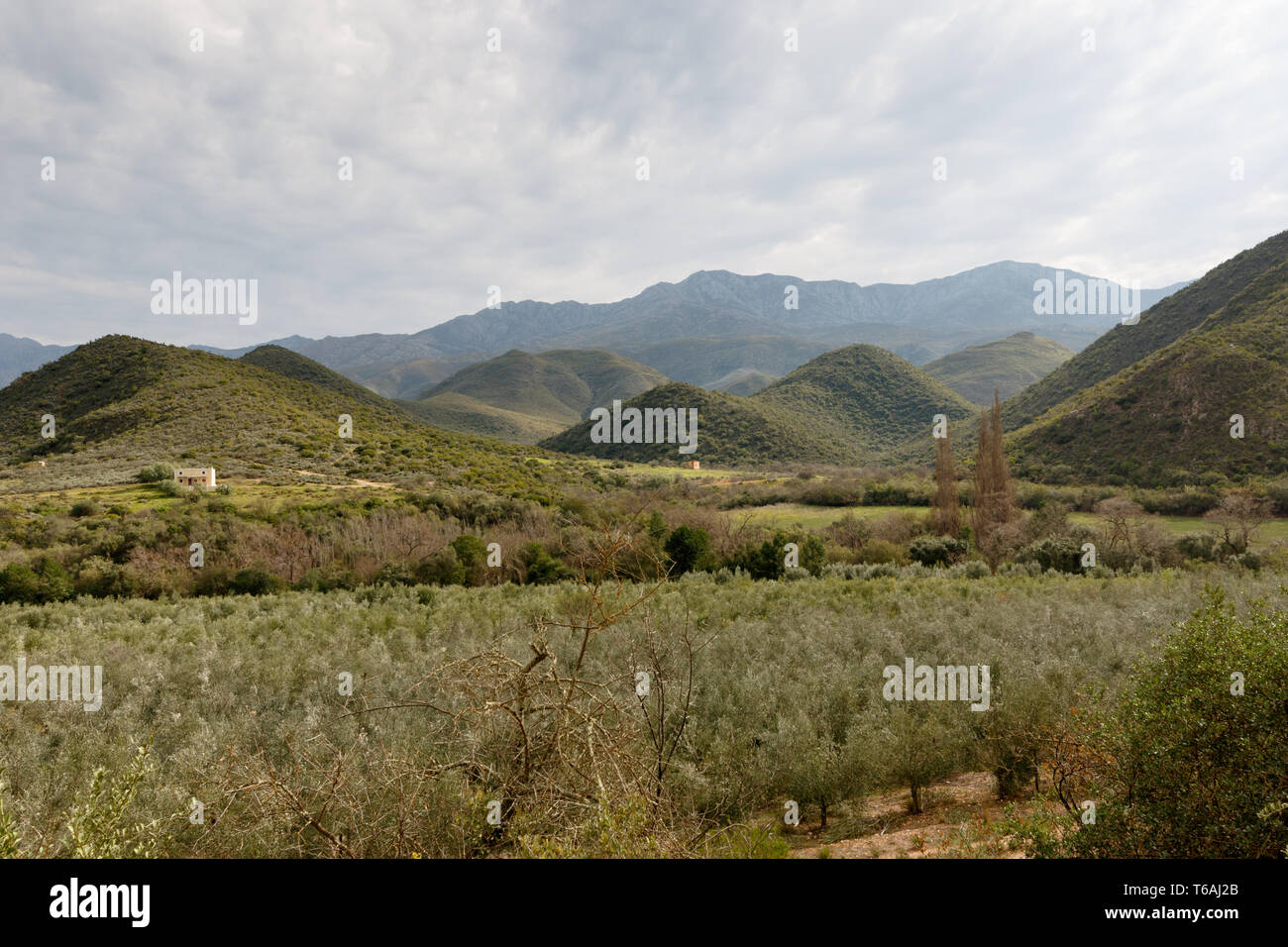 Frutteto verde con vista sulle montagne e moody nuvole Foto Stock