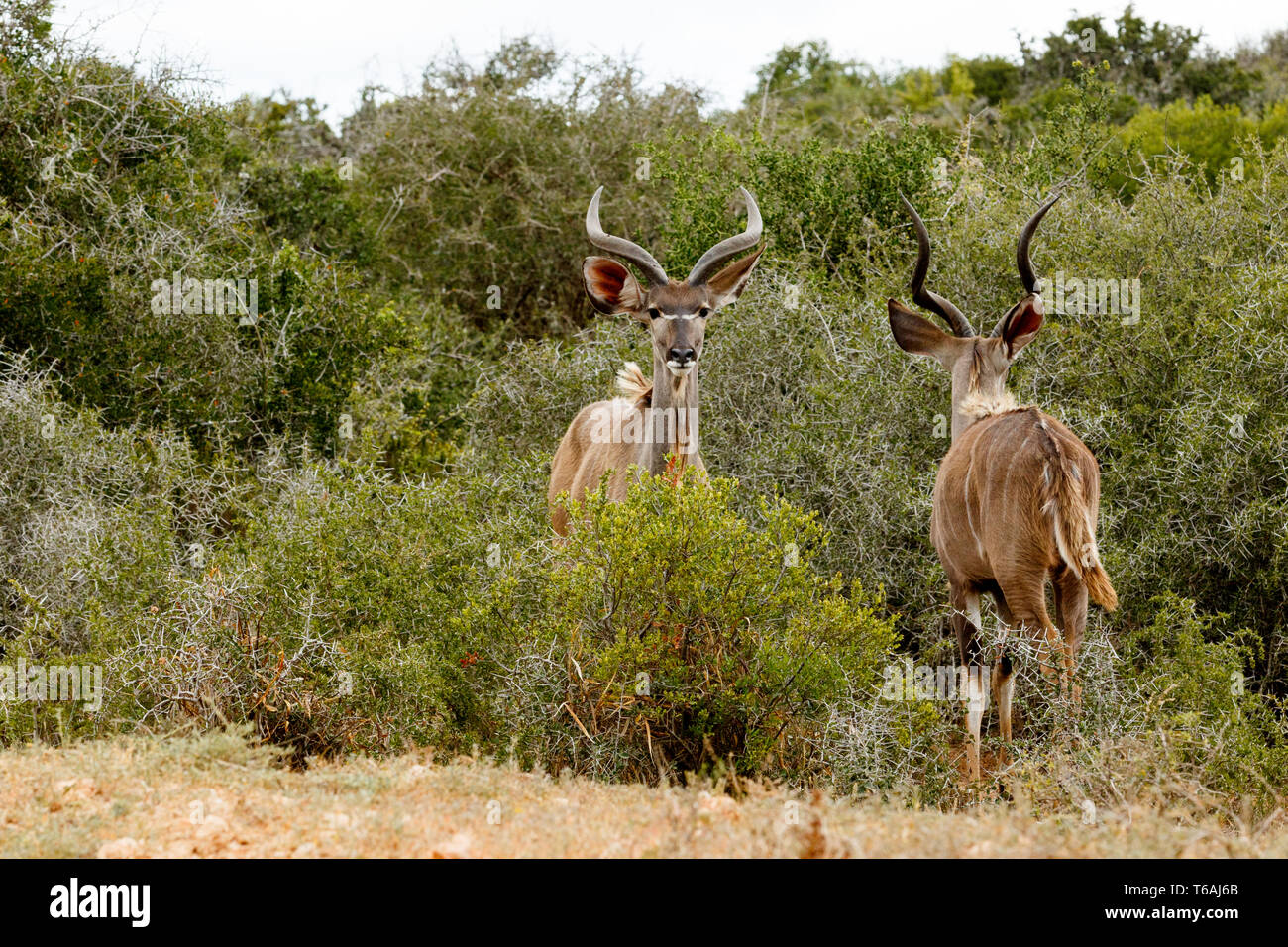 Due Kudu maggiore e permanente tra loro affacciate Foto Stock