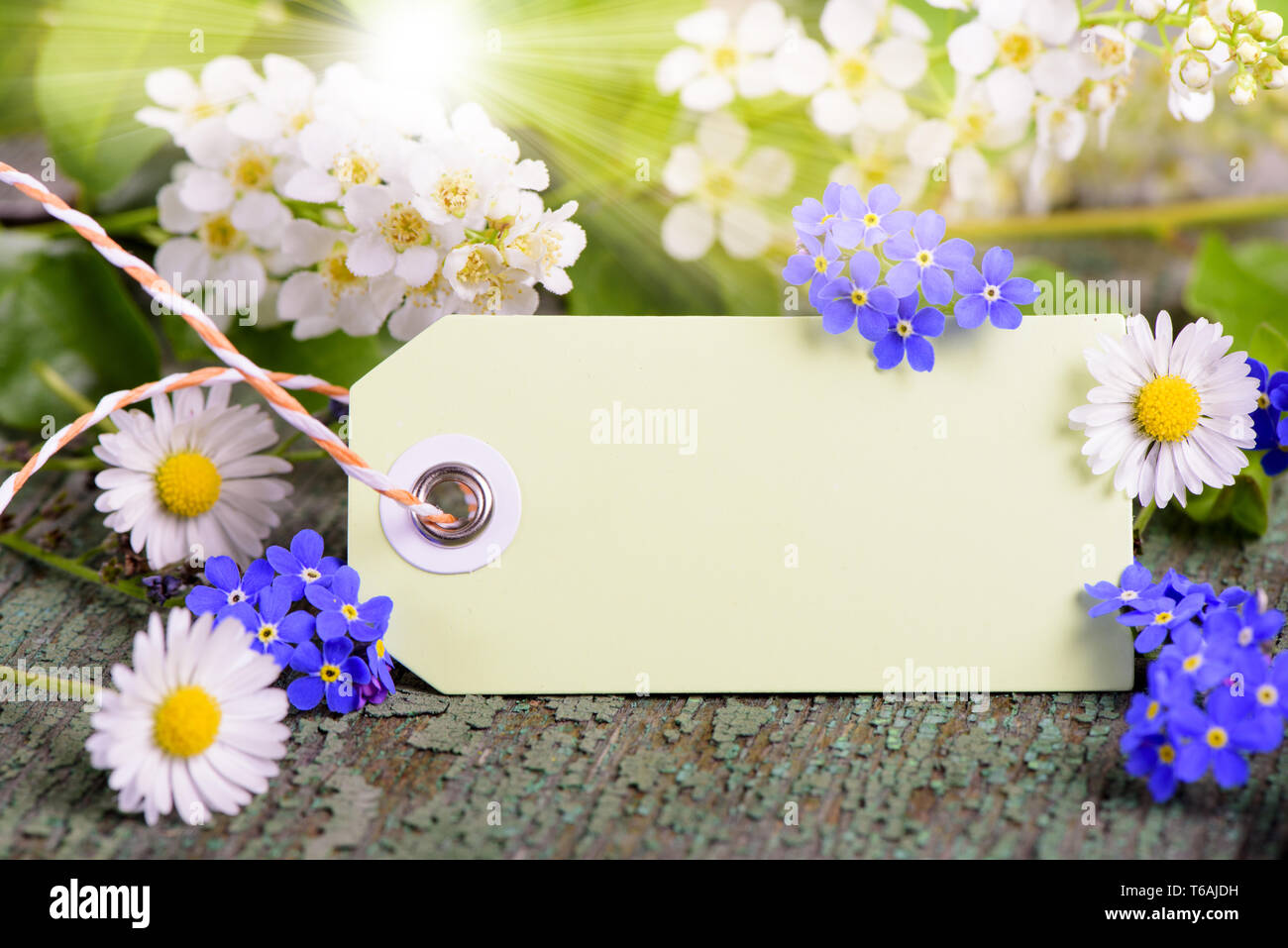 Scheda vuota per la presente con fiori Foto Stock