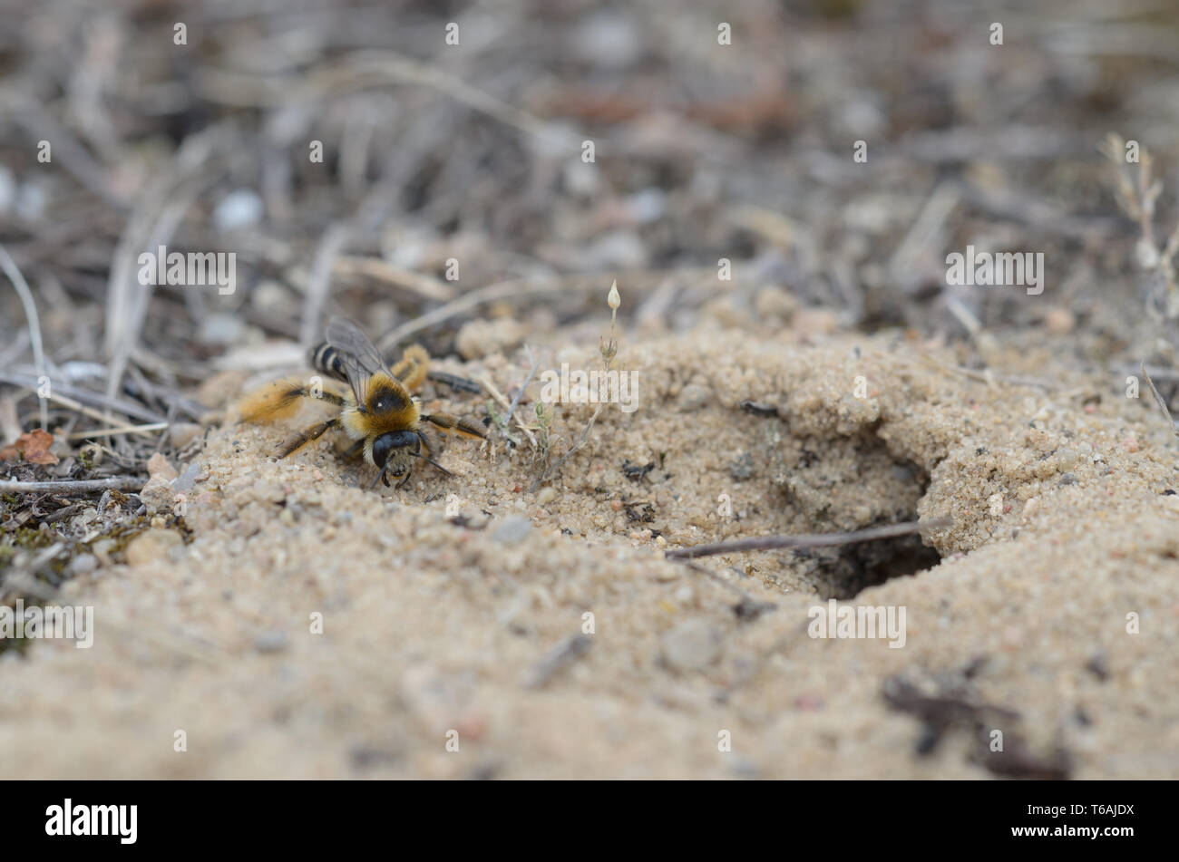 Bee nella costruzione del loro nido, Dasypoda hirtipes Foto Stock