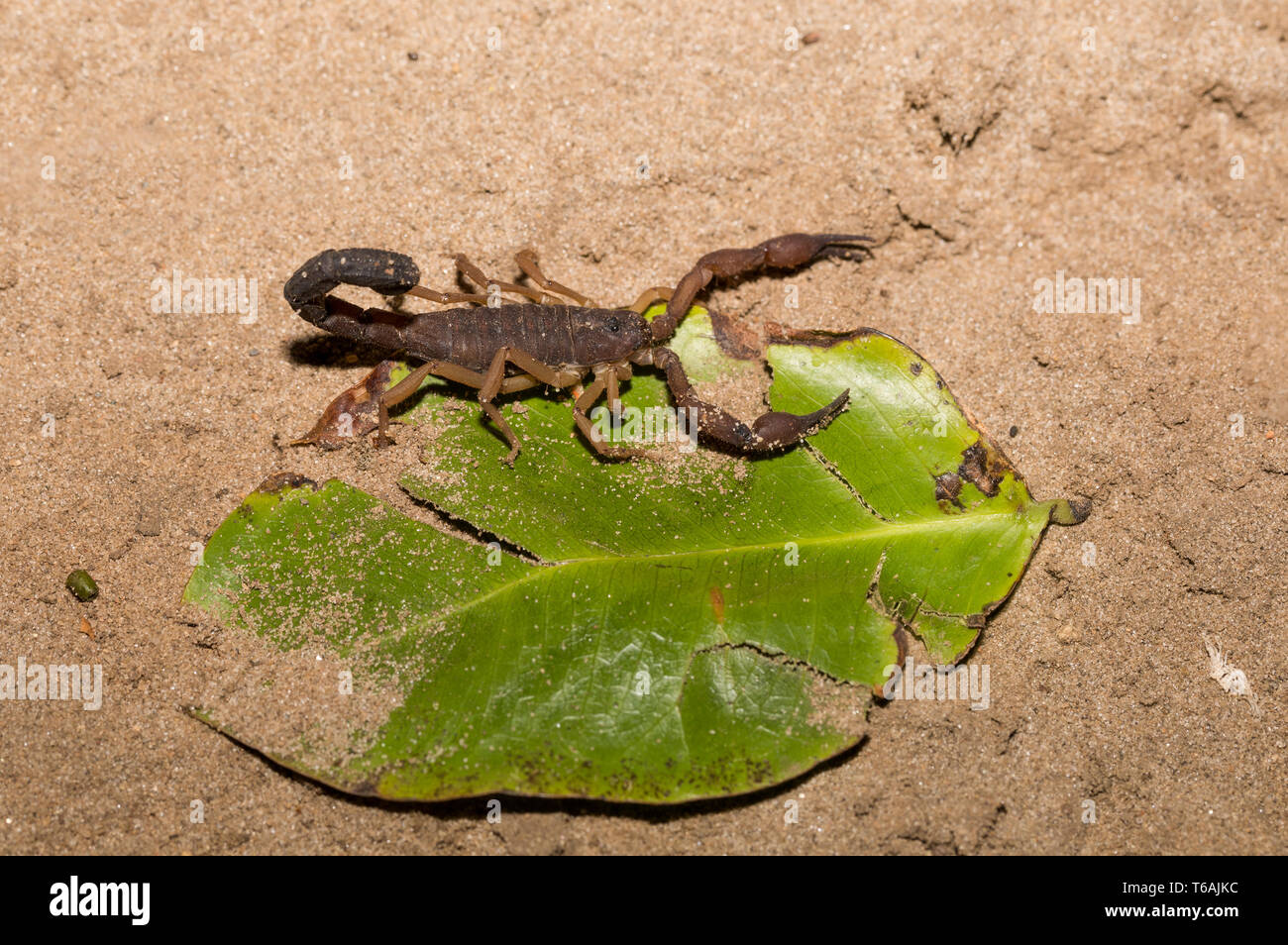 Gli scorpioni, aracnidi predatori del Madagascar Foto Stock