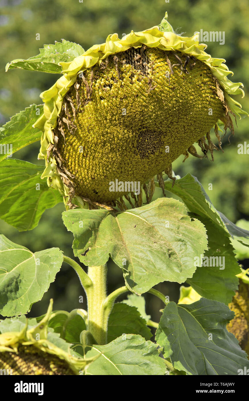 Girasole Foto Stock