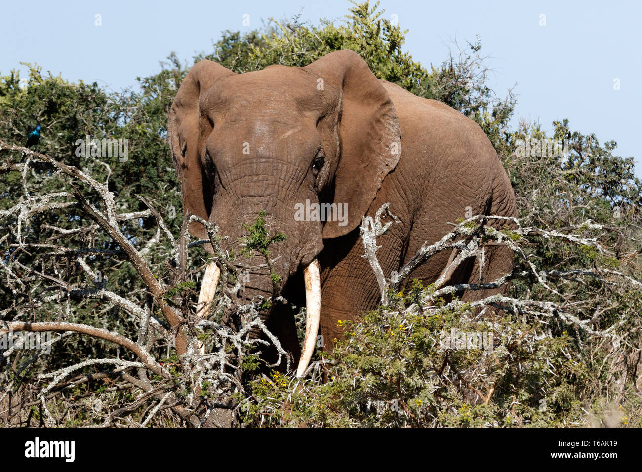 Bush elefante in piedi dietro i rami Foto Stock