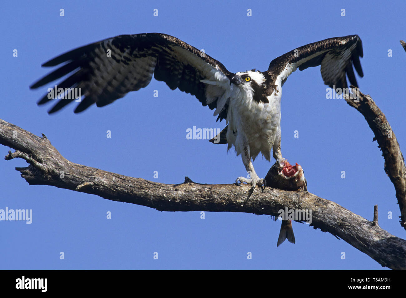 Osprey, le femmine sono più grandi e più pesanti rispetto ai maschi / Pandion haliaetus Foto Stock