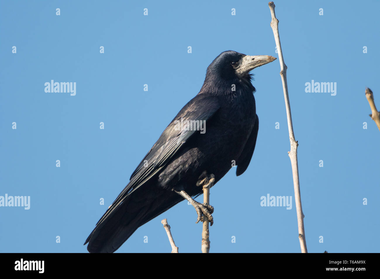 Rook Foto Stock