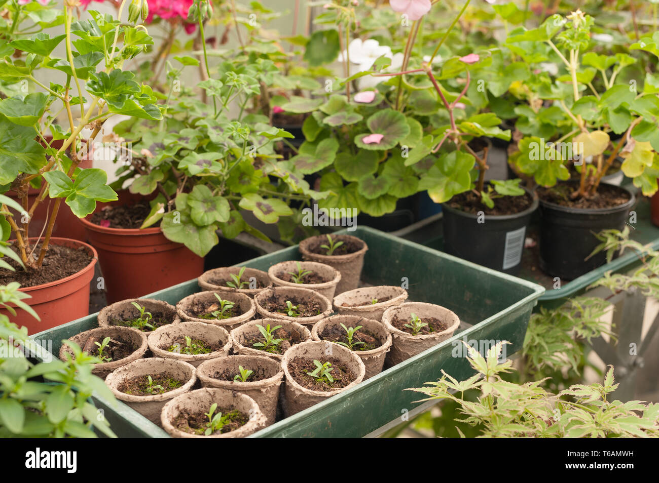 Serra riscaldata costringendo i giardinieri di raccolto di fiori e piante per essere pronto per i primi show e piantare in giardino nel mese di aprile in cui minaccia di brina Foto Stock