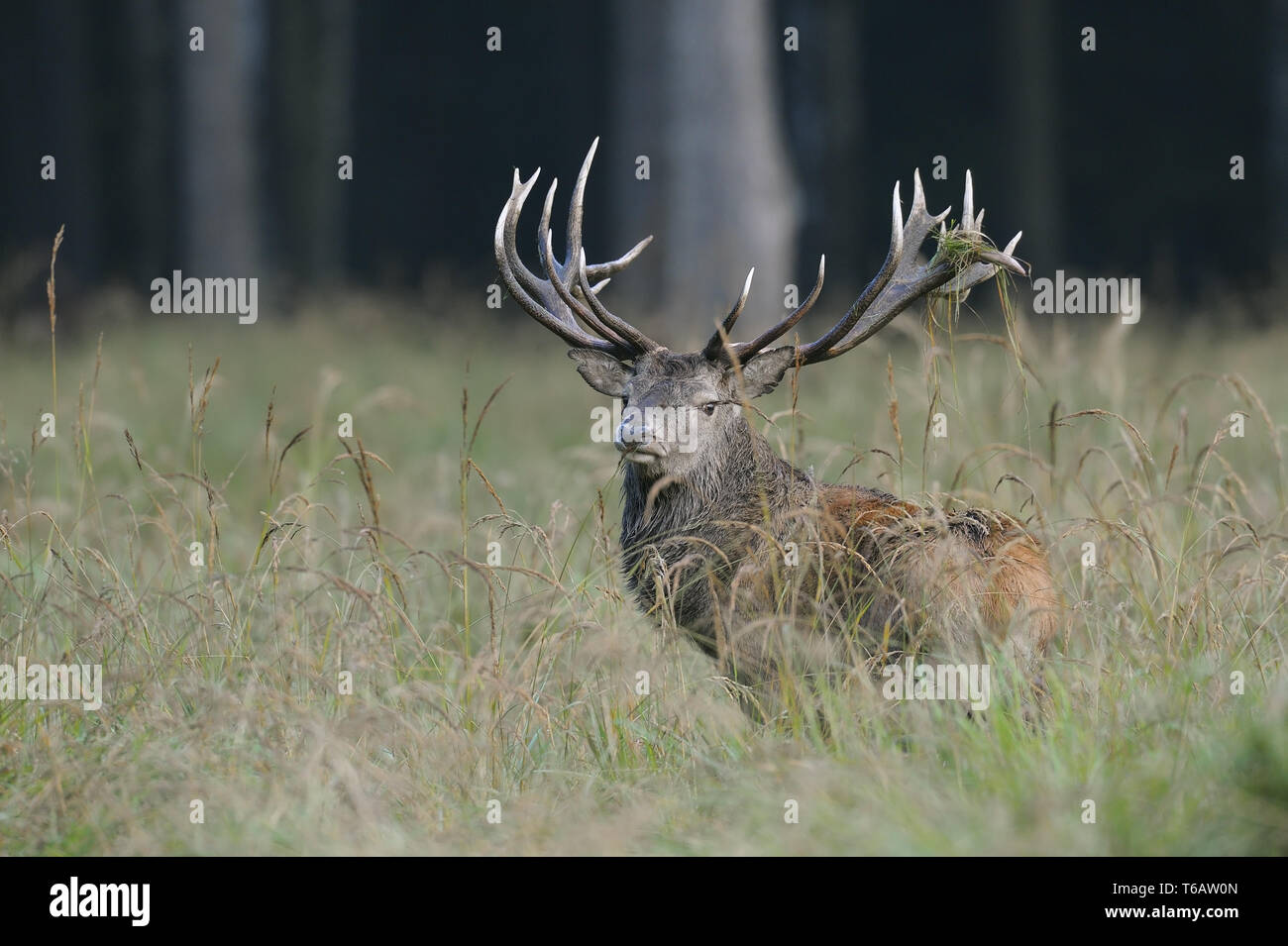 Red Deer Foto Stock