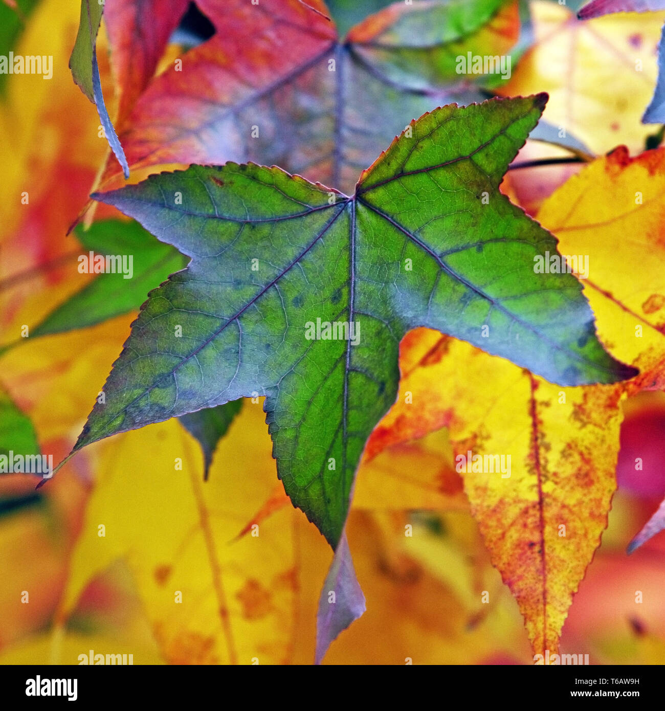 Noce satinato, dolce di gomma, gomma rossa (liquidamber styraciflua), foglie di autunno Foto Stock