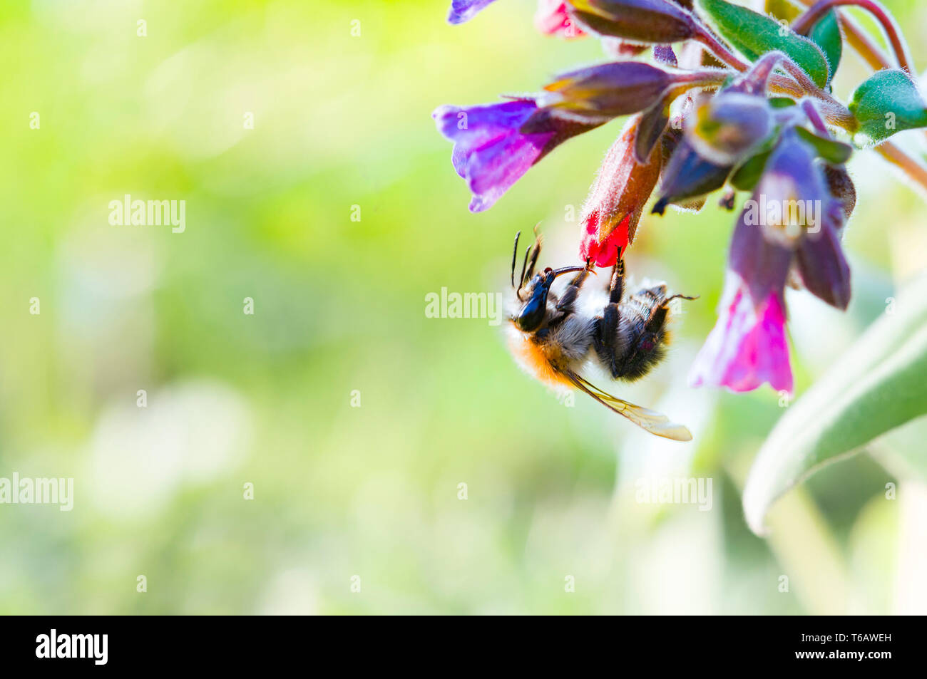 Bumblebee trovare nettare su un fiore Foto Stock