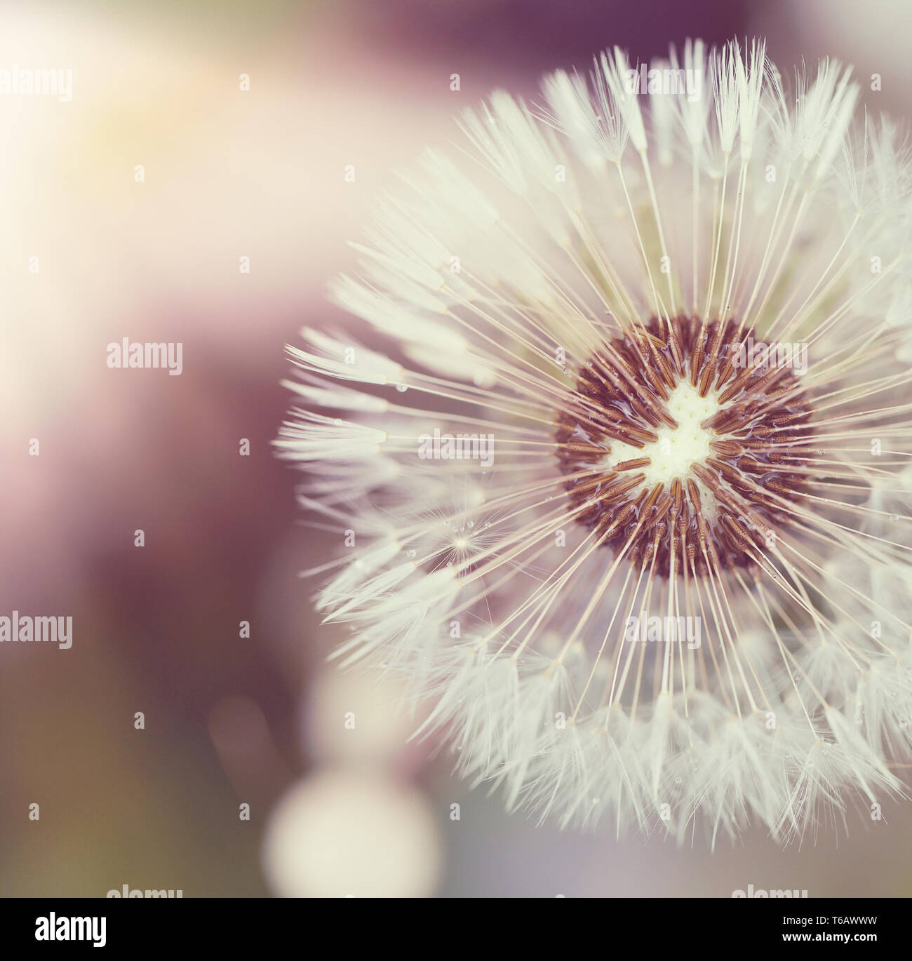 Close up di dente di leone su sfondo verde erba Foto Stock