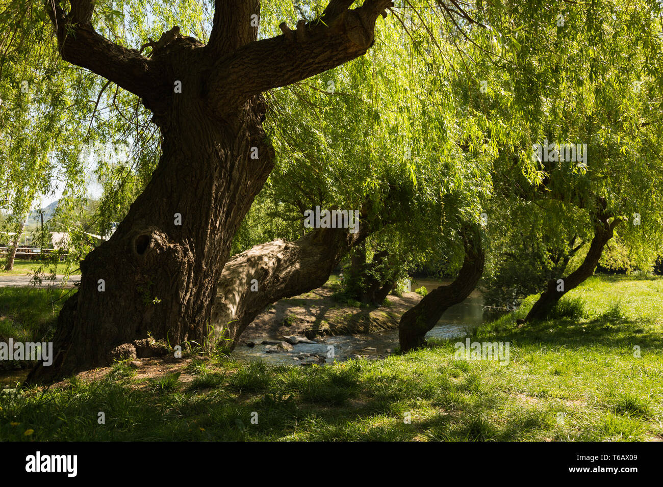Il salice bianco, Salix alba, Germania Foto Stock