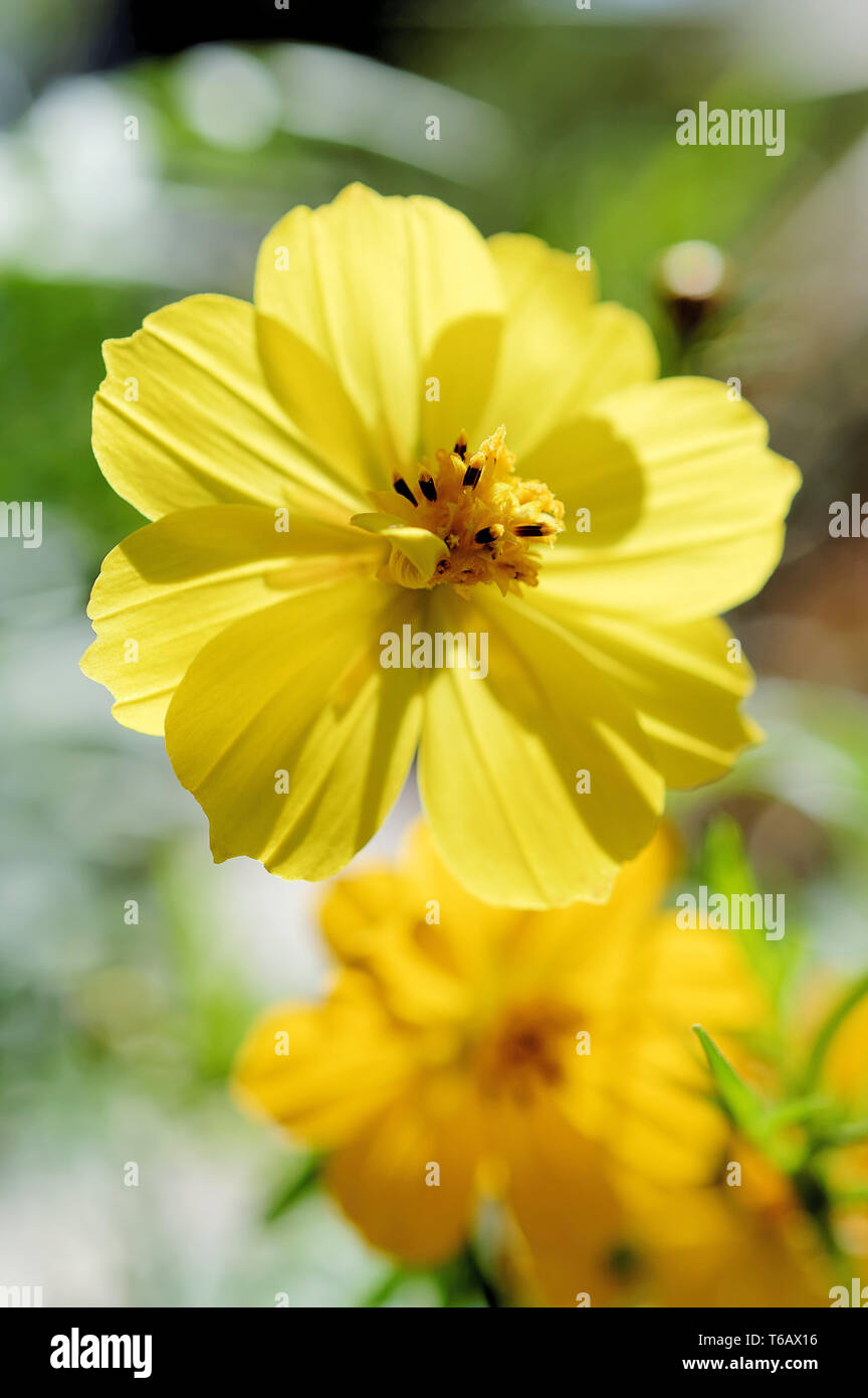 Cosmo di zolfo, giallo cosmo (Cosmos sulfurei) Foto Stock