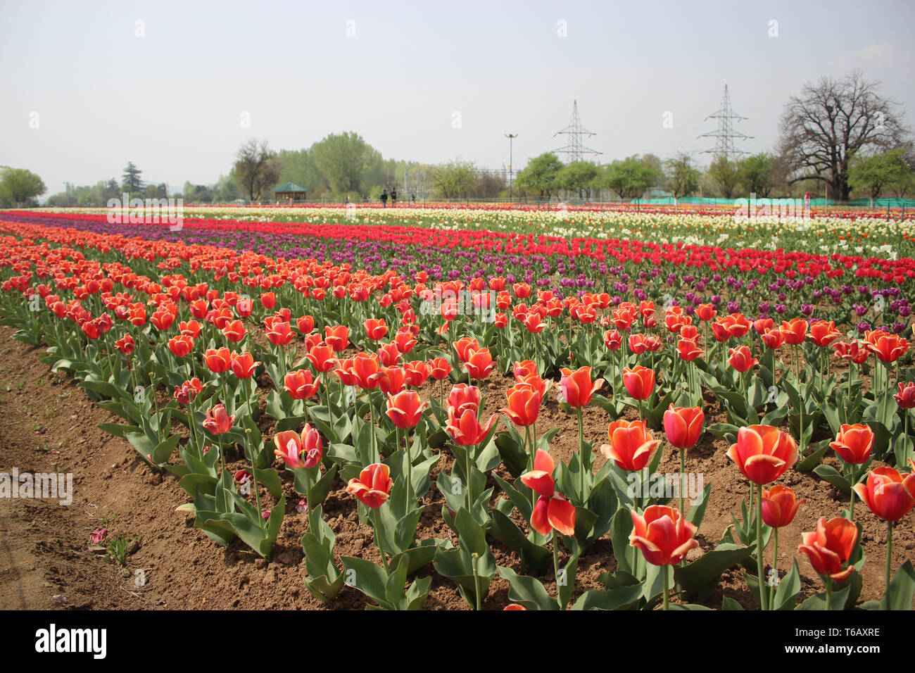 I tulipani in piena fioritura al Tulip Garden nel Kashmir. Rosso e Giallo in Asia il più grande giardino di tulipani Foto Stock