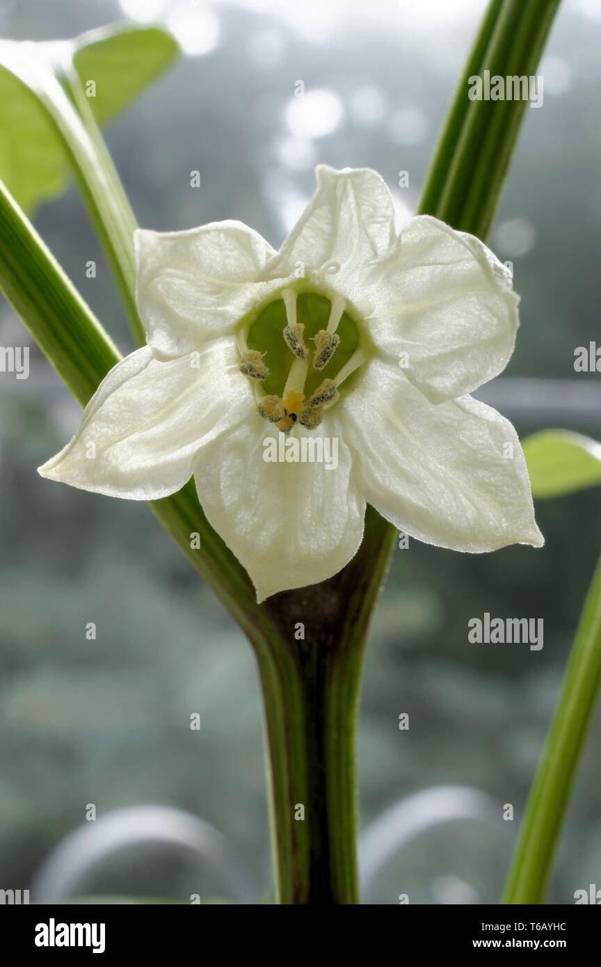 Fiori di un pepe dolce Foto Stock