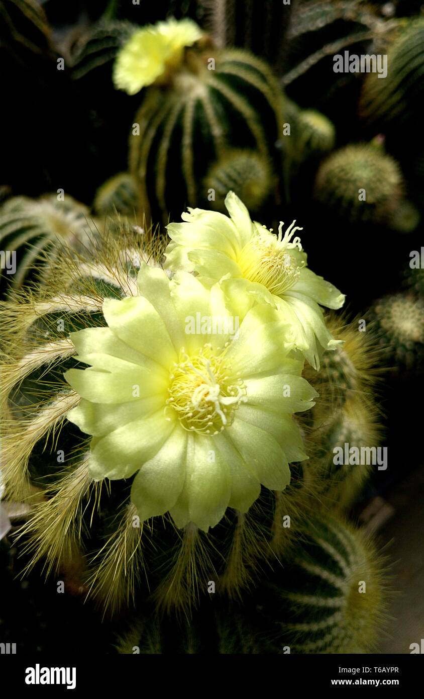 Fiori di un notocactus Notocactus (spec) Foto Stock