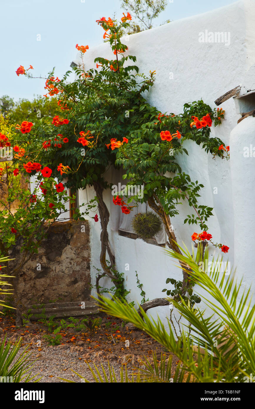 Sant Llorenc de Baláfia. Ibiza. Isole Baleari. Spagna. Foto Stock