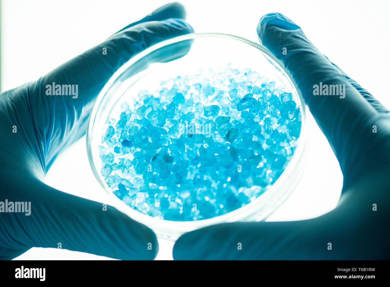 La struttura di cristallo nella capsula di petri Foto Stock