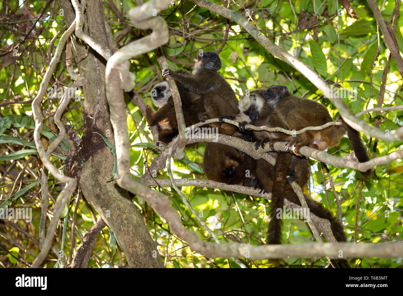 Famiglia di bianco-guidato lemur Madagascar wildlife Foto Stock