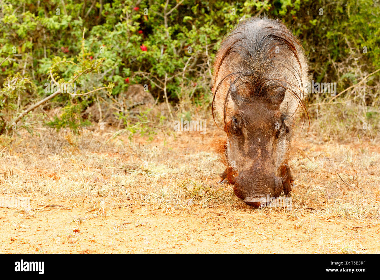 Vista frontale di un comune warthog Foto Stock