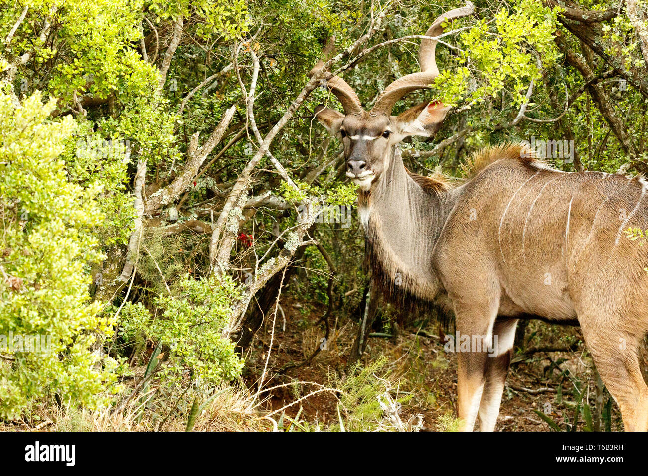 Maggiore Kudu nascosto tra le boccole Foto Stock