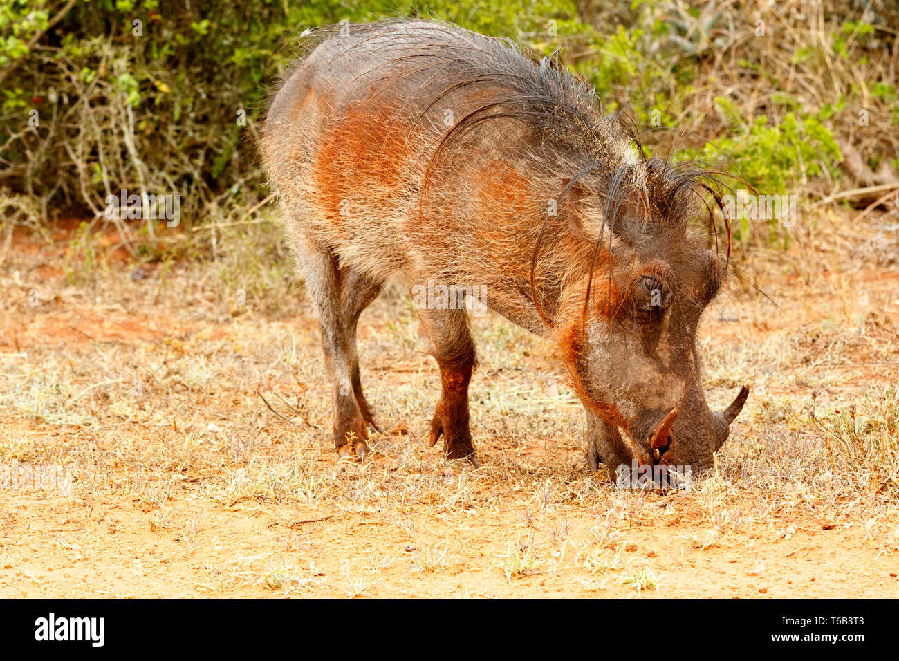 Vista laterale di un comune warthog mangiare erba Foto Stock