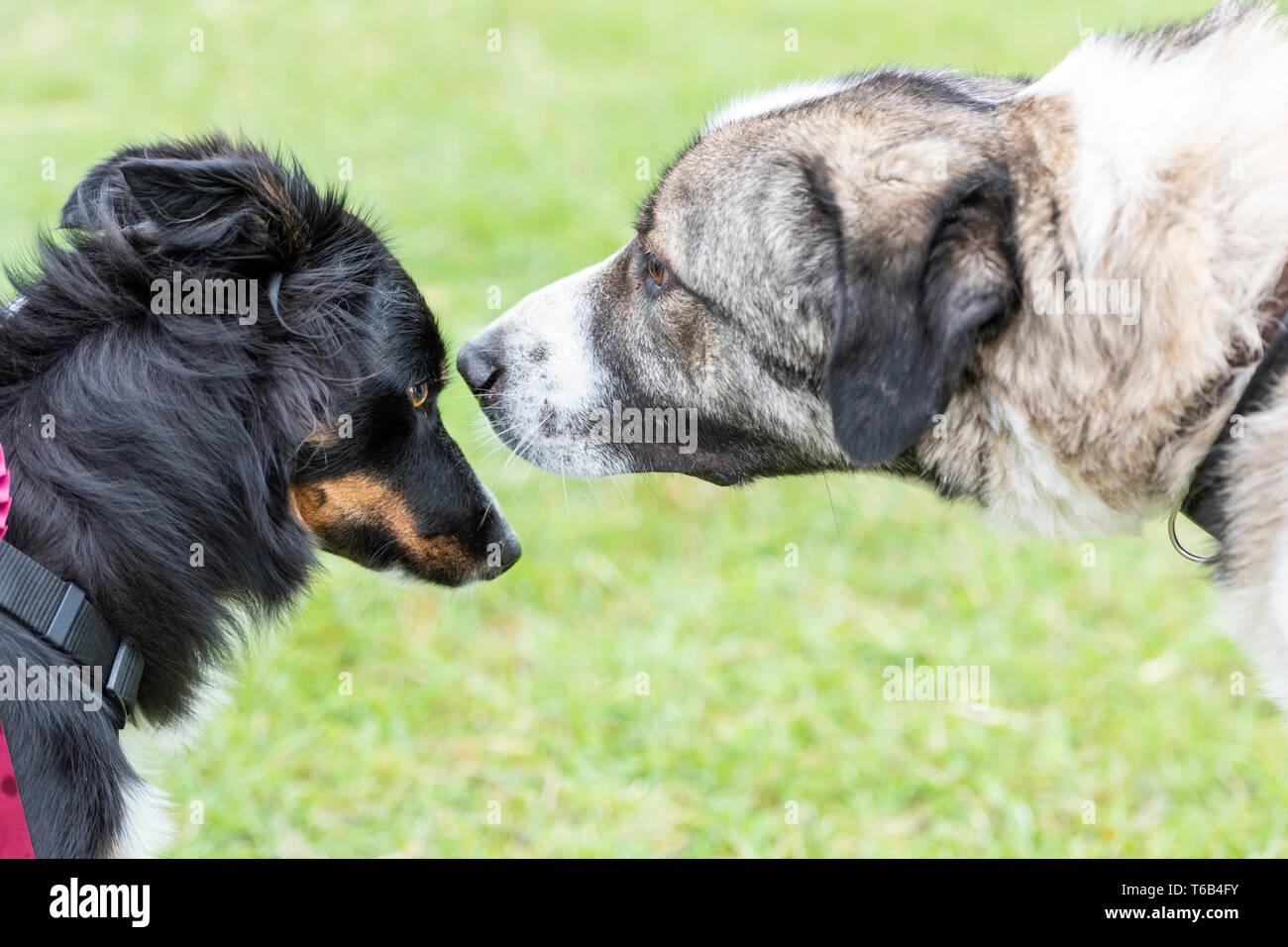 Due cani sfregamento dei nasi e saluto ogni altro dire ciao Foto Stock