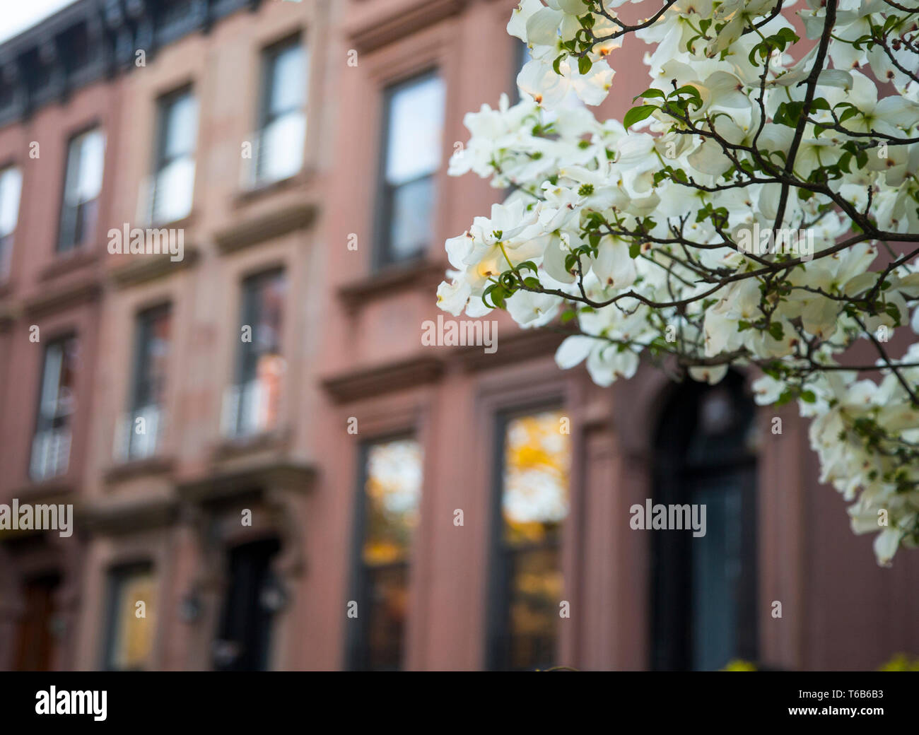 Fiori primaverili di fronte a un edificio di Brooklyn Foto Stock