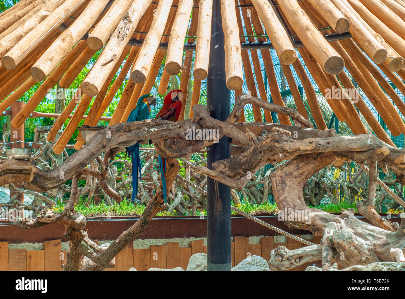 Due pappagalli ara, all'ombra di una veranda in legno, in una giornata di sole Foto Stock
