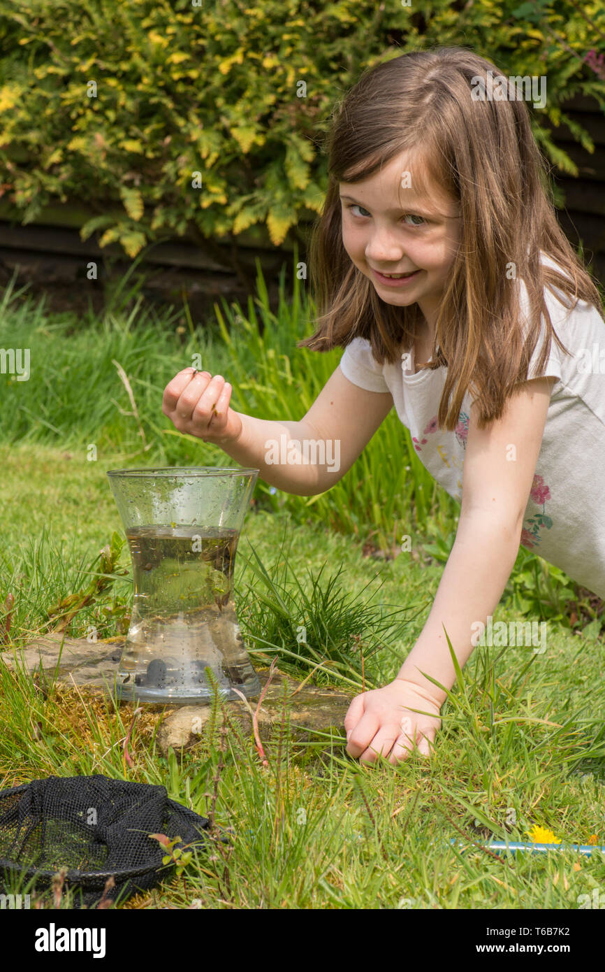 Ragazza giovane, otto anni, pond dipping, Cattura la vita dello stagno, girini e larve di libellula, in net e li mette in vaso, giardino stagno di fauna selvatica, Foto Stock