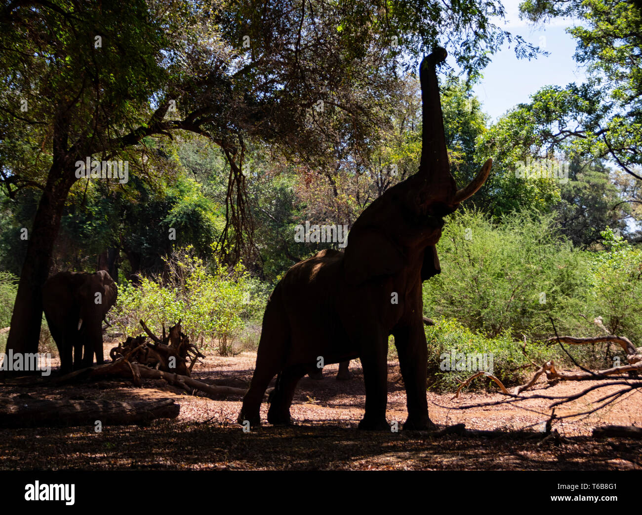 Gli elefanti africani nel sud della foresta africana Foto Stock