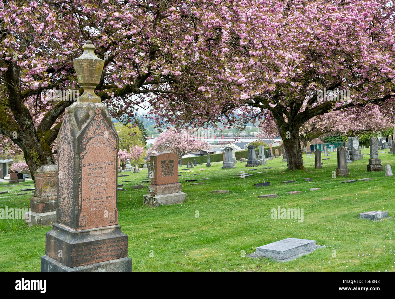 Lapidi storico presso il cimitero di Fraserview a New Westminster, British Columbia, Canada, in primavera con la fioritura dei ciliegi. Foto Stock