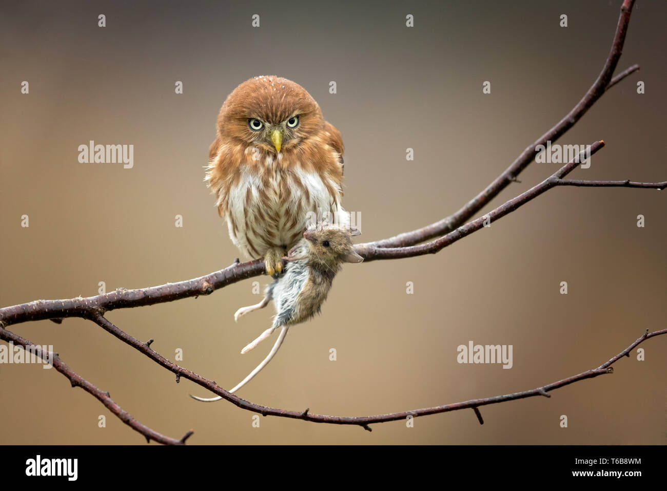 Ferruginosa gufo pigmeo (Glaucidium brasilianum) è un piccolo gufo che le razze in sud-central Arizona negli Stati Uniti e America del sud Foto Stock