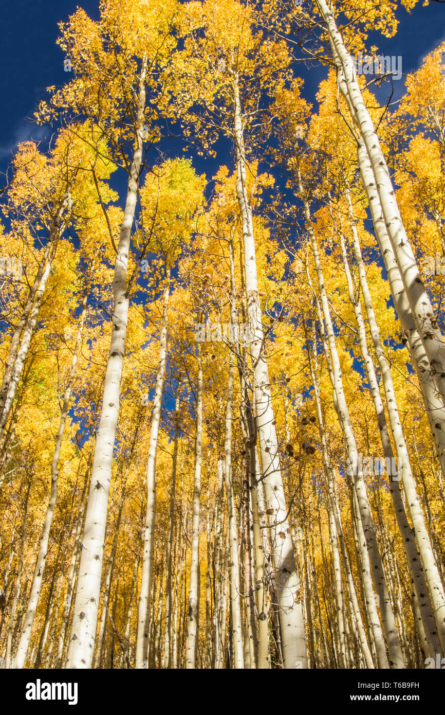 Aspen alberi in autunno Foto Stock