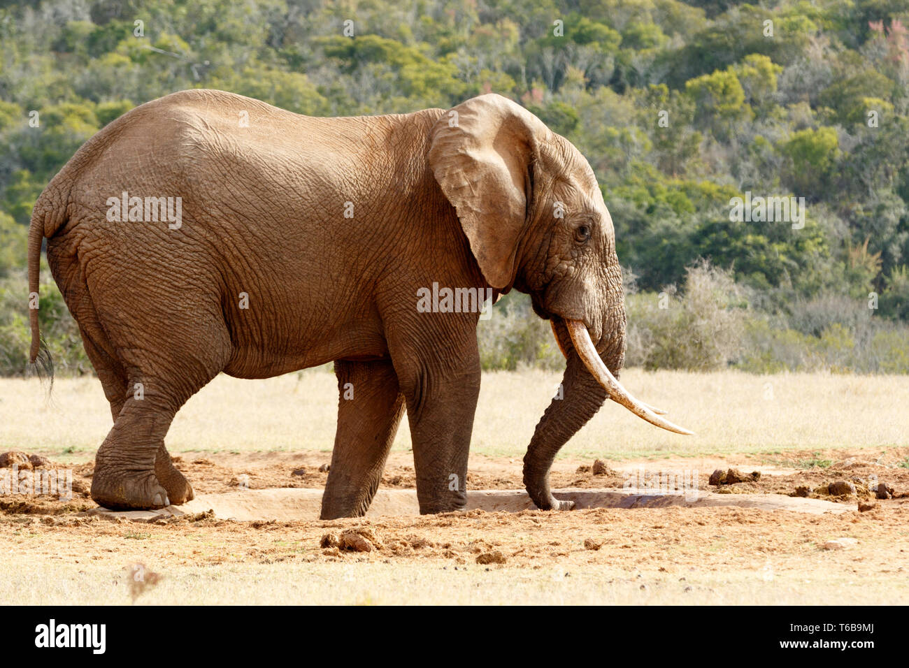 Bush Elephant usando il suo tronco per aspirare acqua Foto Stock