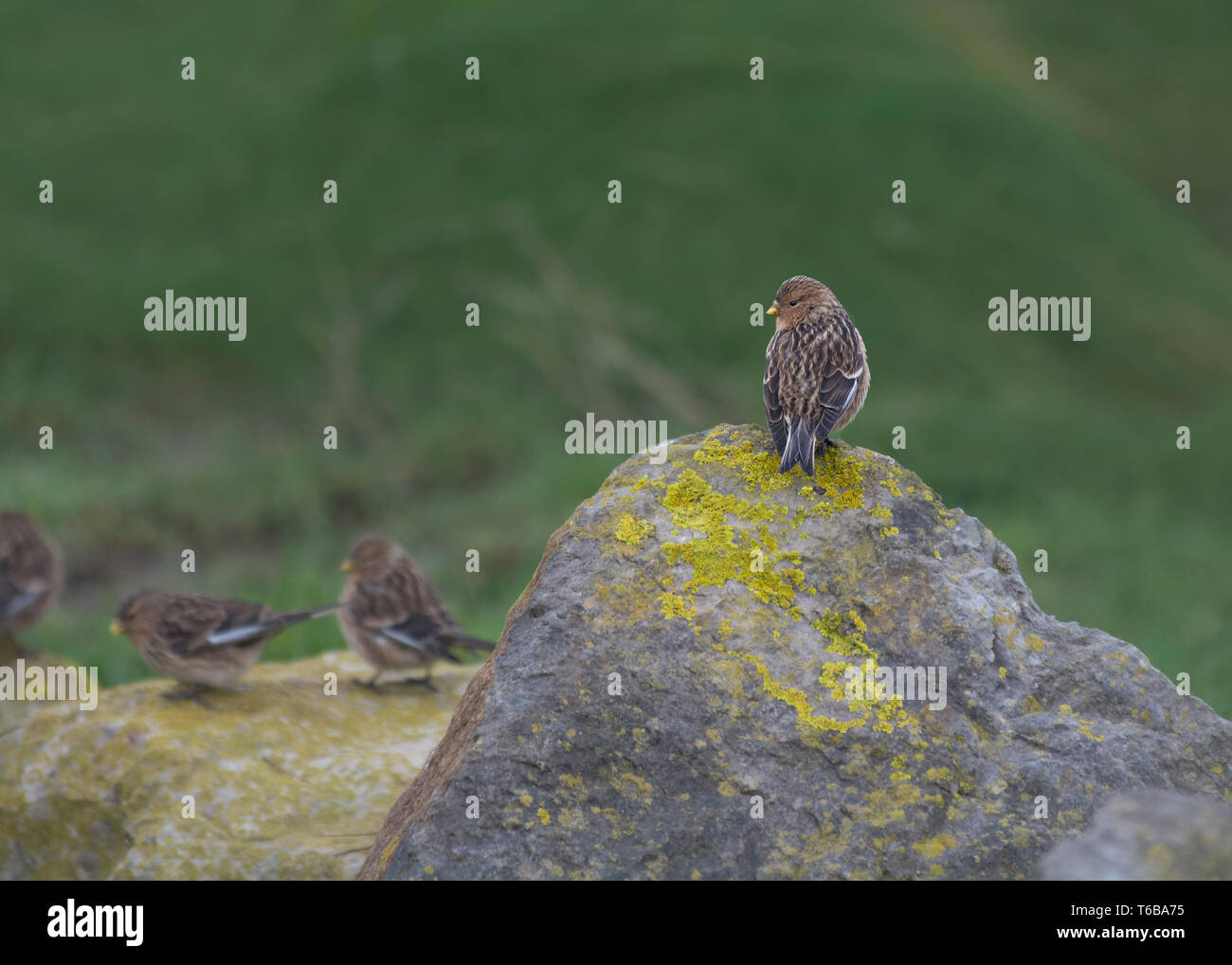 Twite, Carduelis flavirostris, appollaiato sulla roccia, Morecambe Bay, Lancashire, Regno Unito Foto Stock