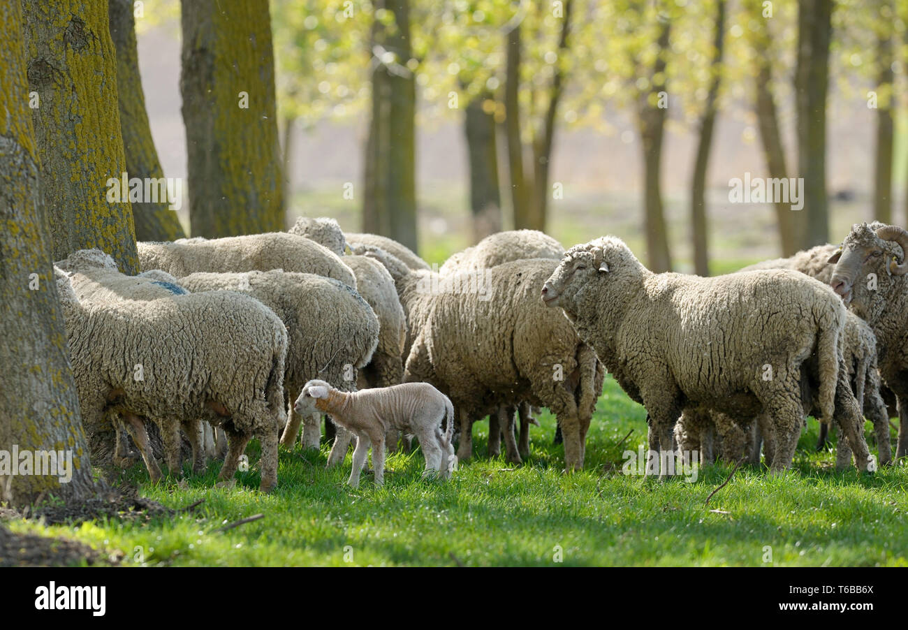 Pecore Capre pascolano erba verde primavera Foto Stock