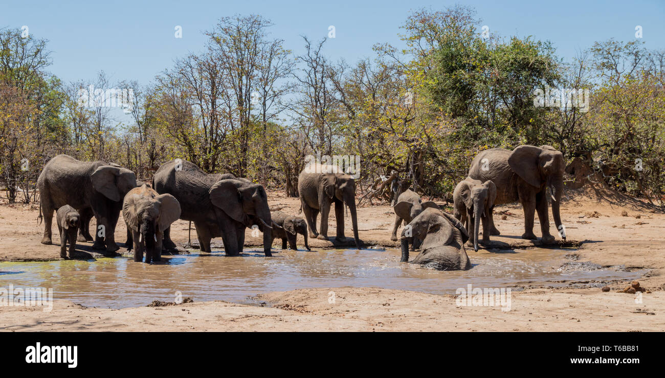Gli elefanti africani in corrispondenza di un foro di irrigazione nel sud della savana africana Foto Stock