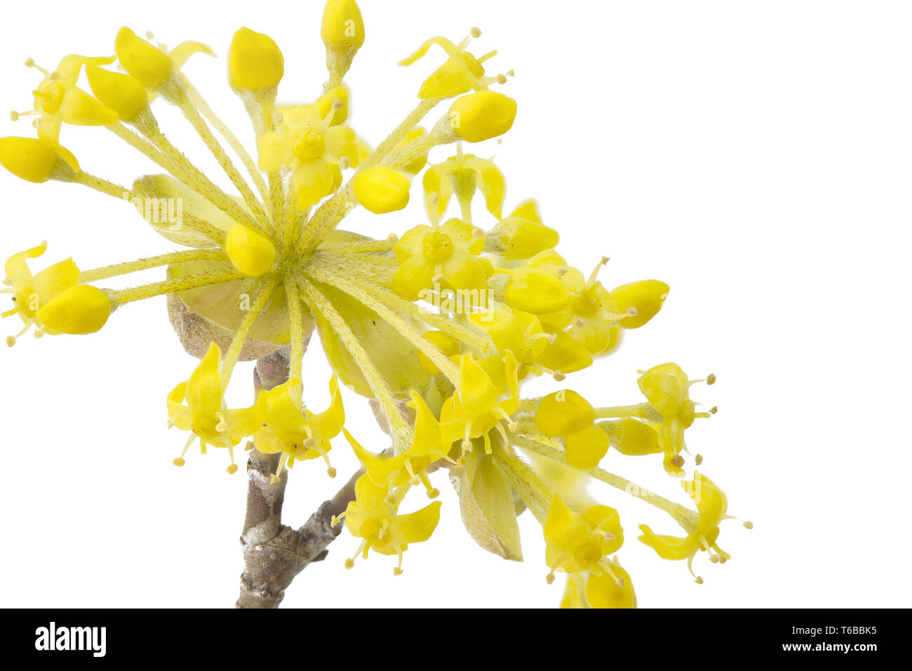 Sorbetto, Cornus mas, corniolo, corniola Foto Stock