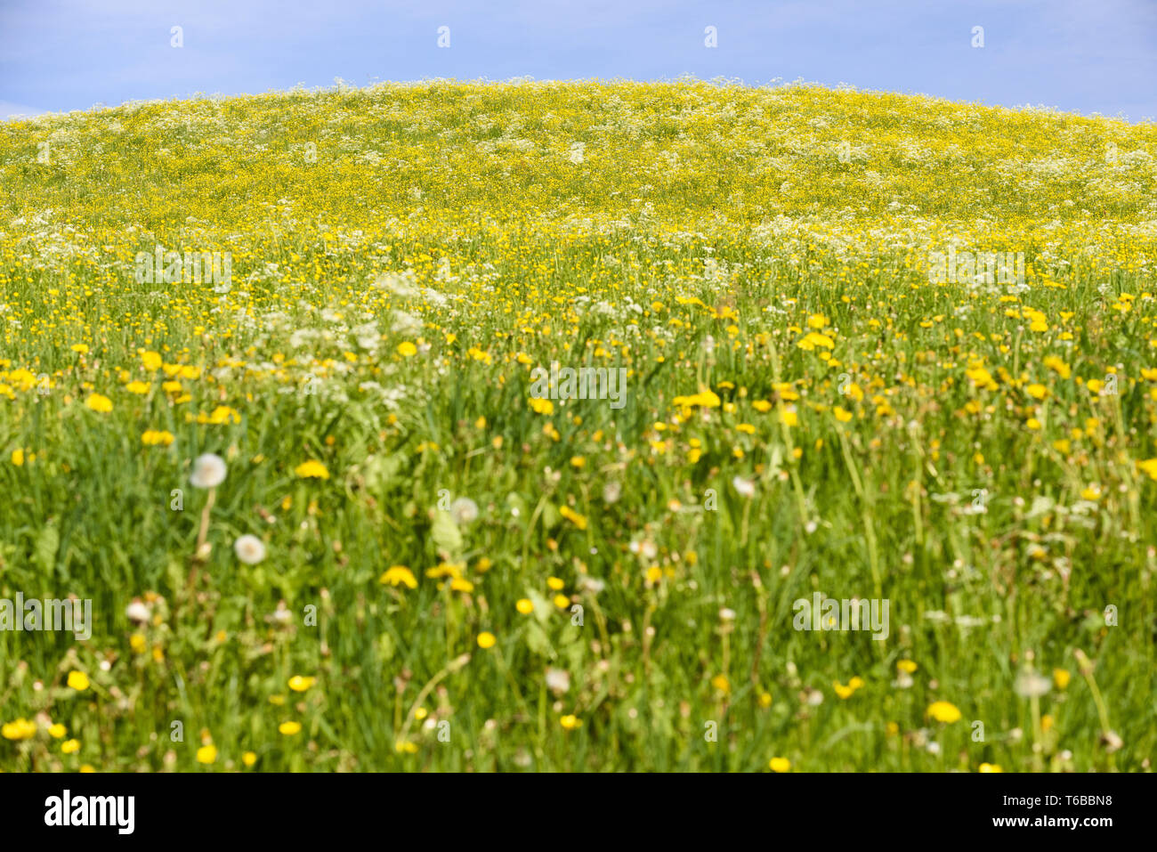 Panorama prato in primavera con molti fiori Foto Stock