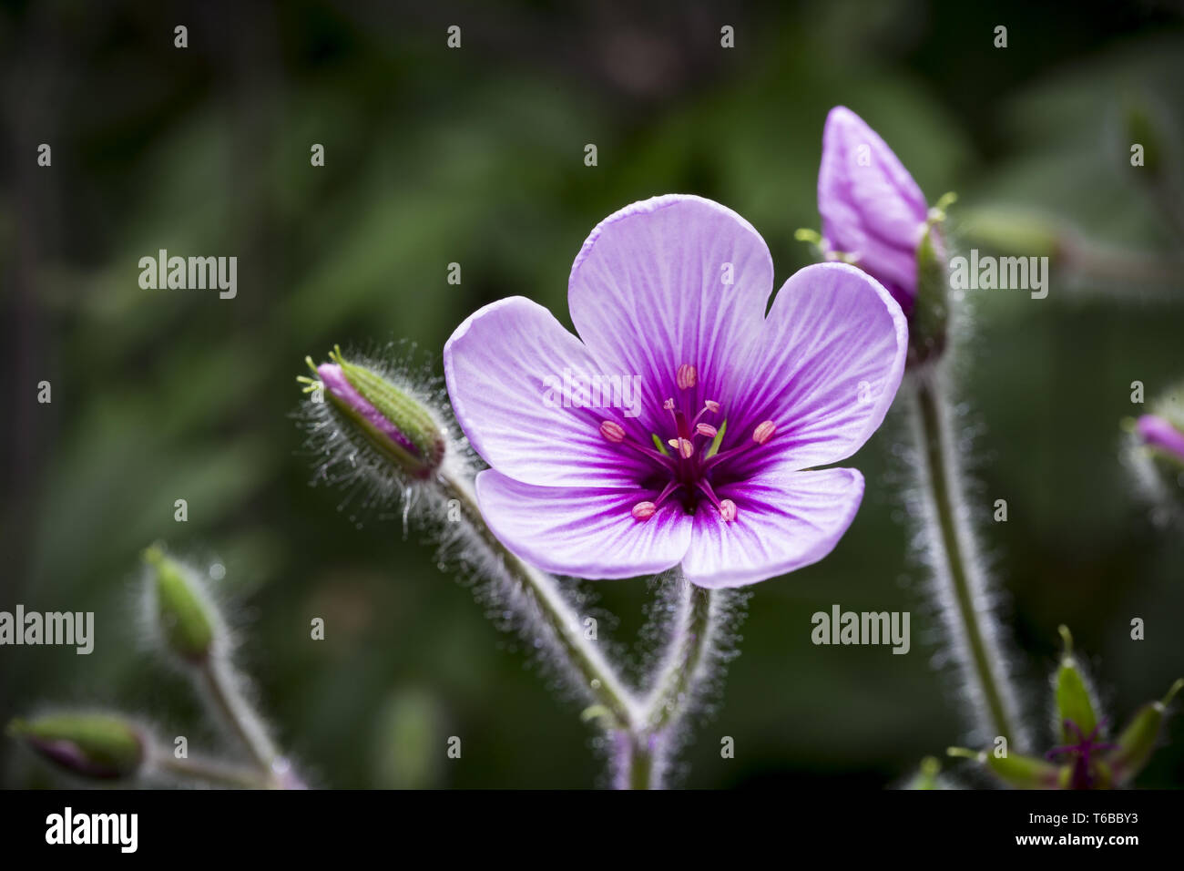 Macro di un bellissimo fiore viola in primavera Foto Stock