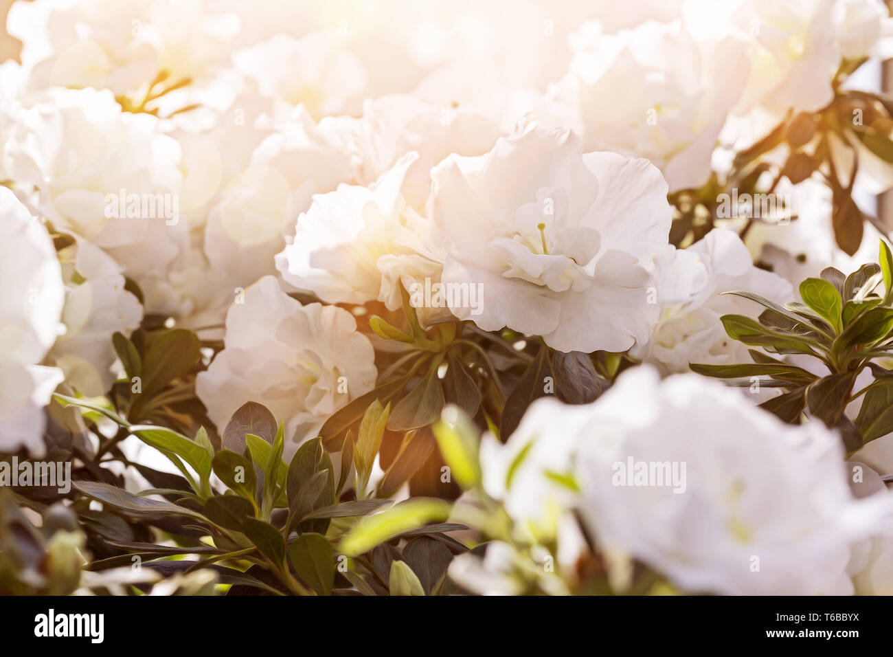 Bellissimi fiori bianchi con il sole alle spalle Foto Stock