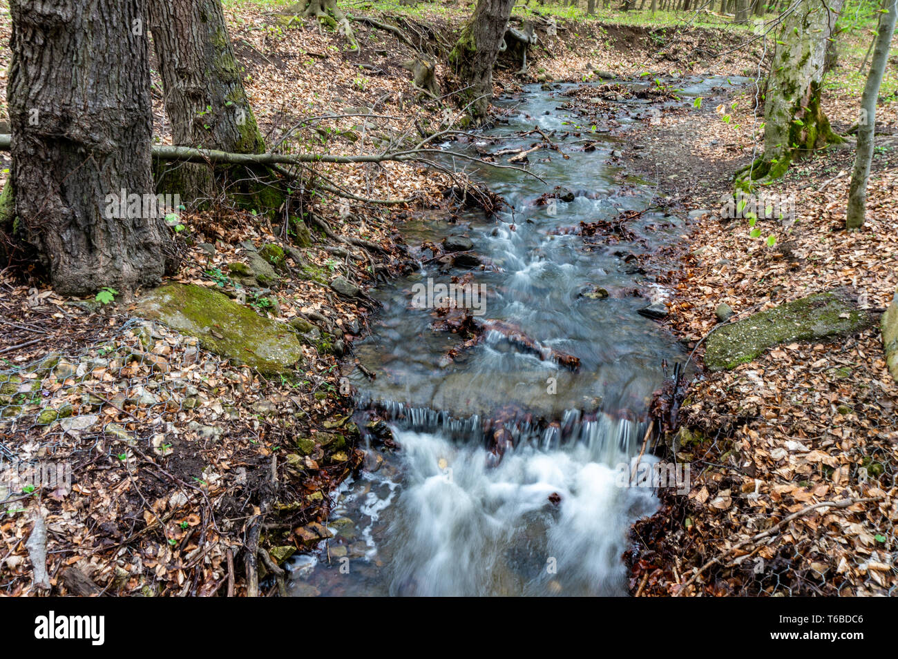 Wild inviolata flusso intatte in corso d'acqua nelle rocce di foresta nel flusso liscio con acqua corrente Foto Stock