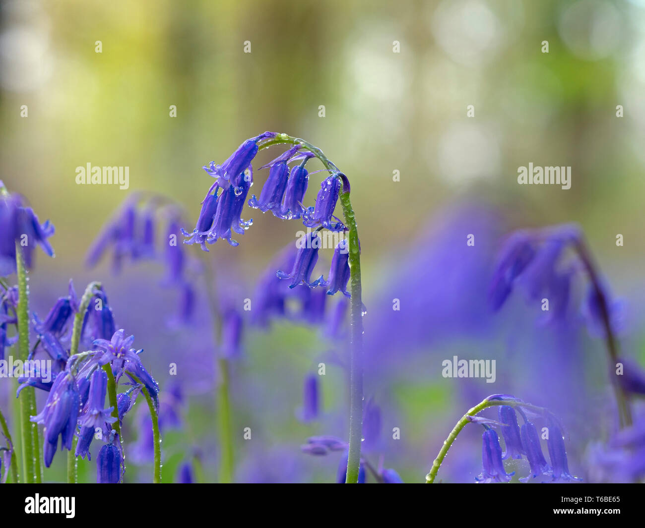 Bluebells Hyacinthoides non scriptus Blickling grande bosco Norfolk Foto Stock