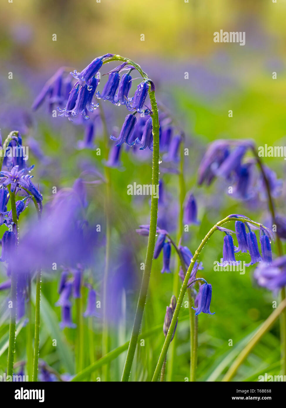 Bluebells Hyacinthoides non scriptus Blickling grande bosco Norfolk Foto Stock