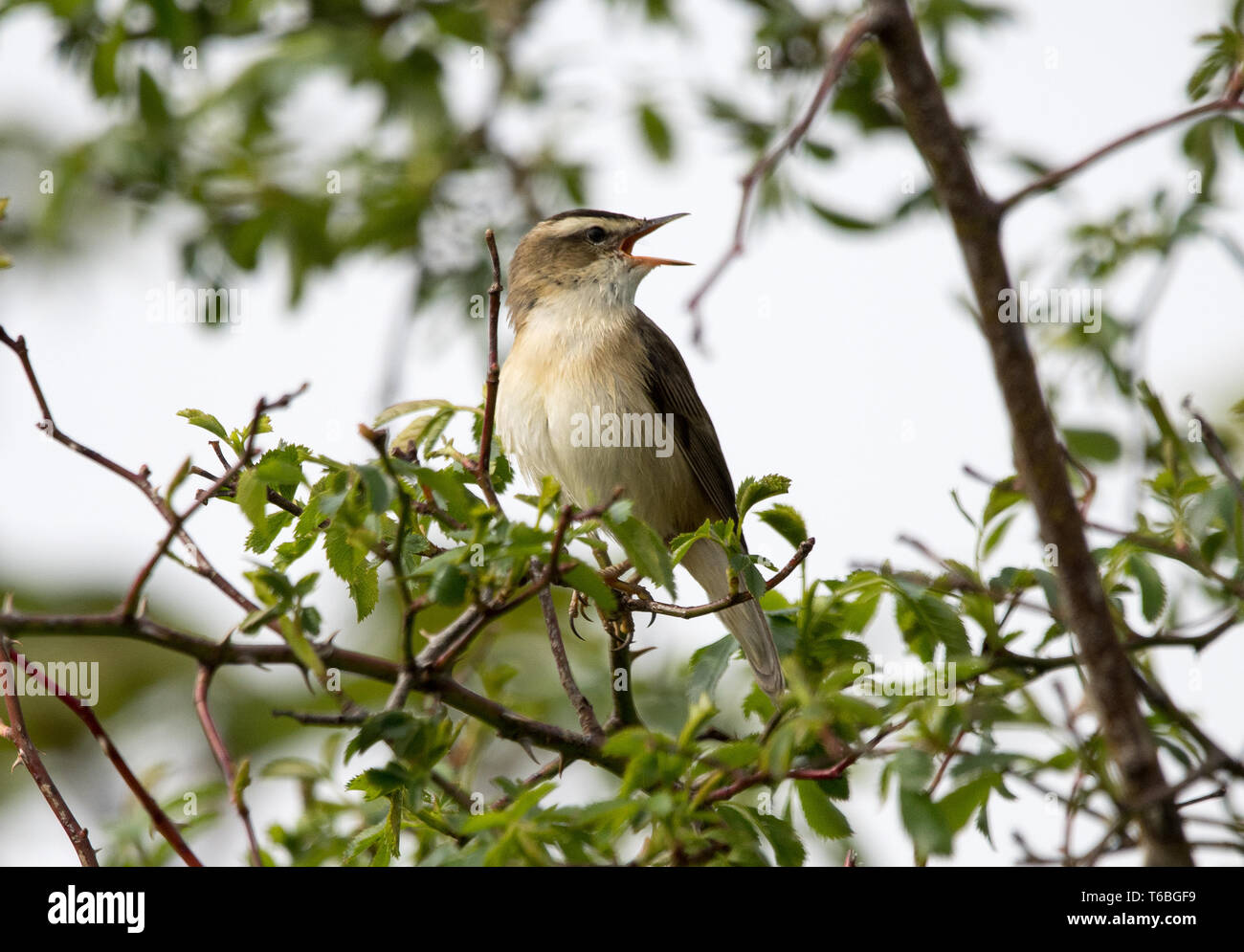 Sedge trillo (Acrocephalus schoenobaenus) Foto Stock