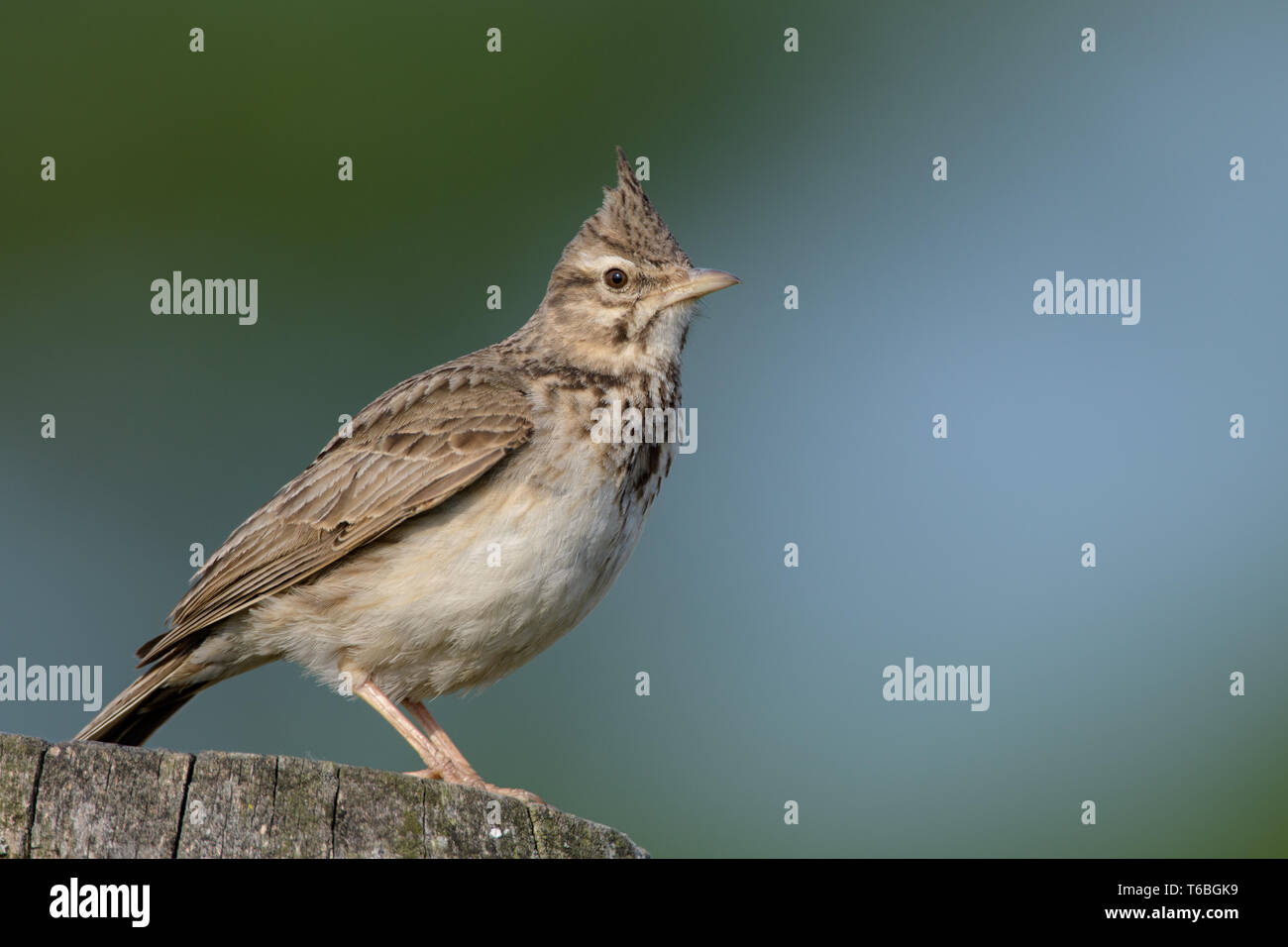 Crested lark dall' Ungheria Foto Stock